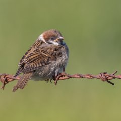 Carl Lane - Fledgling House Sparrow - Second.jpg